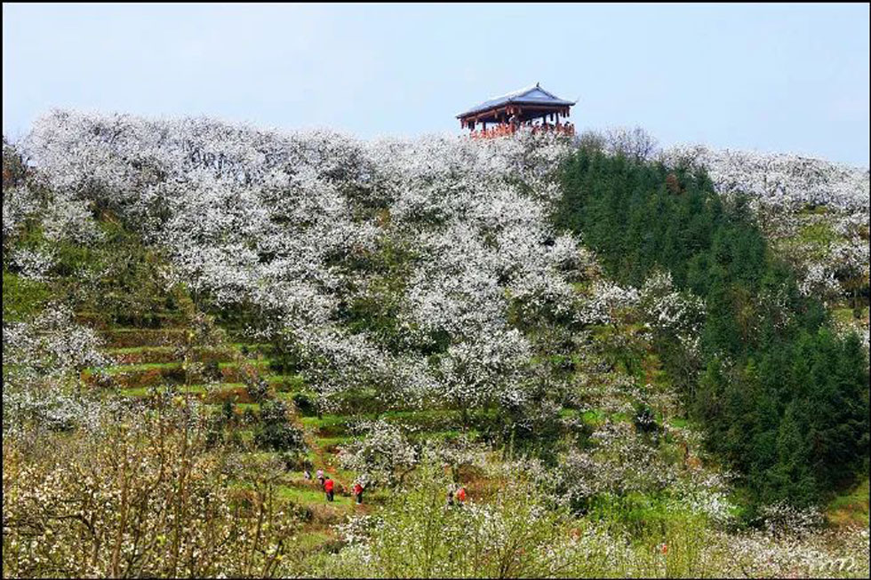 【春天,广西桂林灌阳县向您发出邀请!】我们在灌阳看梨花 - 游山玩水 - 景德镇生活社区 - 景德镇28生活网 jdz.28life.com