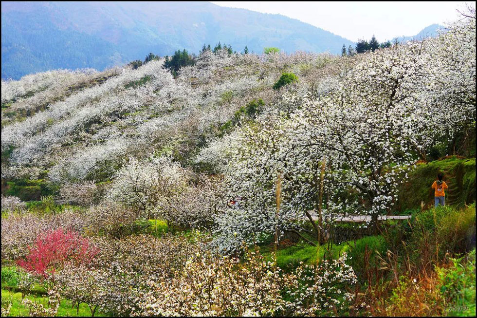 【春天,广西桂林灌阳县向您发出邀请!】我们在灌阳看梨花 - 游山玩水 - 景德镇生活社区 - 景德镇28生活网 jdz.28life.com