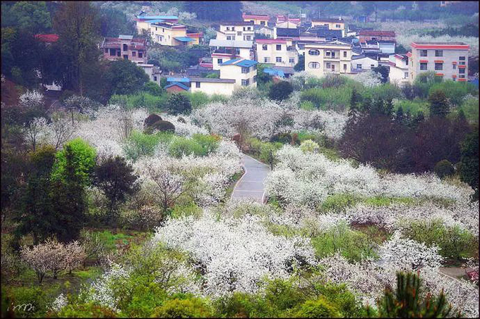 【春天,广西桂林灌阳县向您发出邀请!】我们在灌阳看梨花 - 游山玩水 - 景德镇生活社区 - 景德镇28生活网 jdz.28life.com