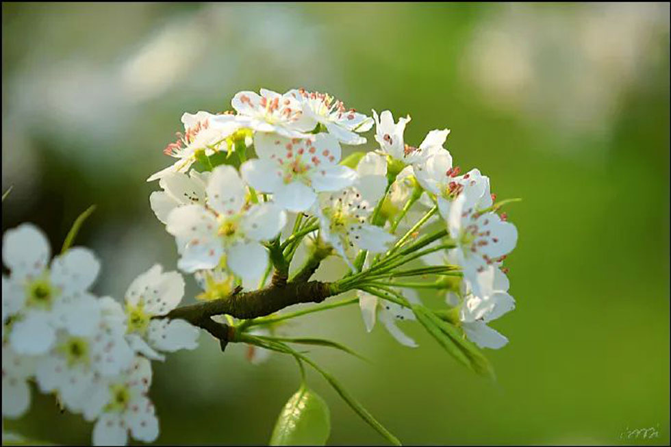 【春天,广西桂林灌阳县向您发出邀请!】我们在灌阳看梨花 - 游山玩水 - 景德镇生活社区 - 景德镇28生活网 jdz.28life.com