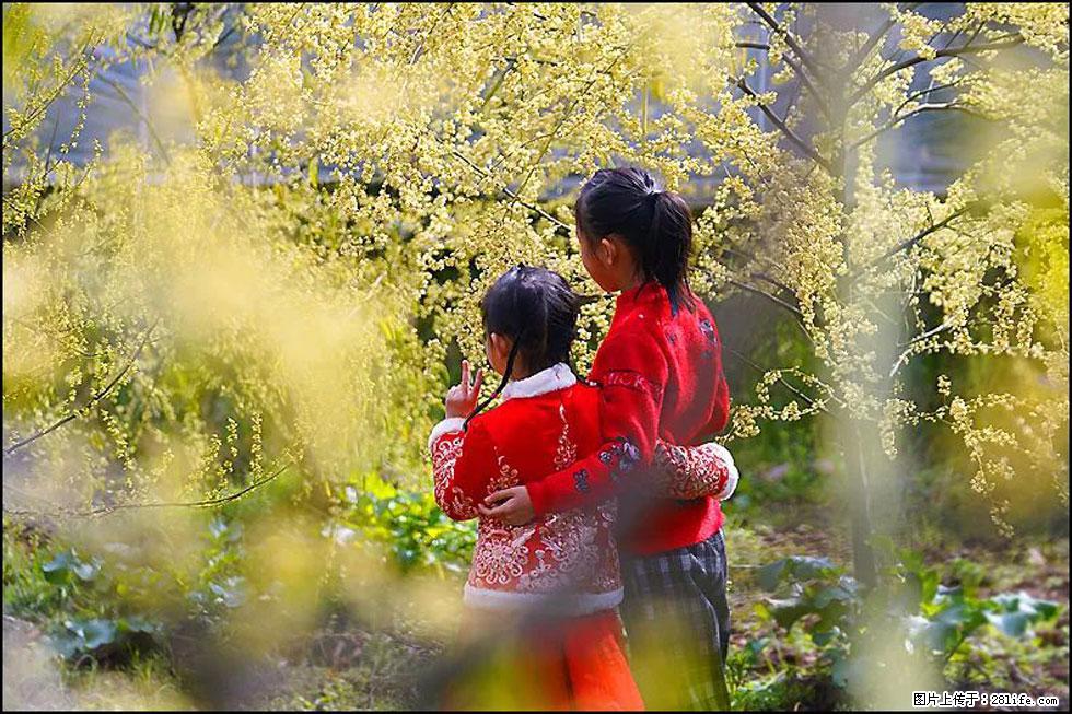 【春天,广西桂林灌阳县向您发出邀请!】米珠山前有片山苍子花在飘香 - 游山玩水 - 景德镇生活社区 - 景德镇28生活网 jdz.28life.com