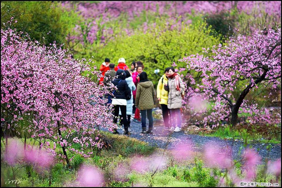 【春天,广西桂林灌阳县向您发出邀请!】官庄村有个醉美的桃花园 - 游山玩水 - 景德镇生活社区 - 景德镇28生活网 jdz.28life.com
