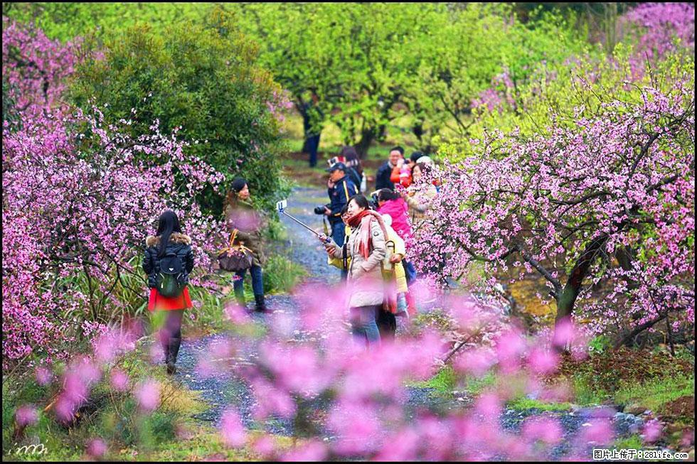 【春天,广西桂林灌阳县向您发出邀请!】官庄村有个醉美的桃花园 - 游山玩水 - 景德镇生活社区 - 景德镇28生活网 jdz.28life.com