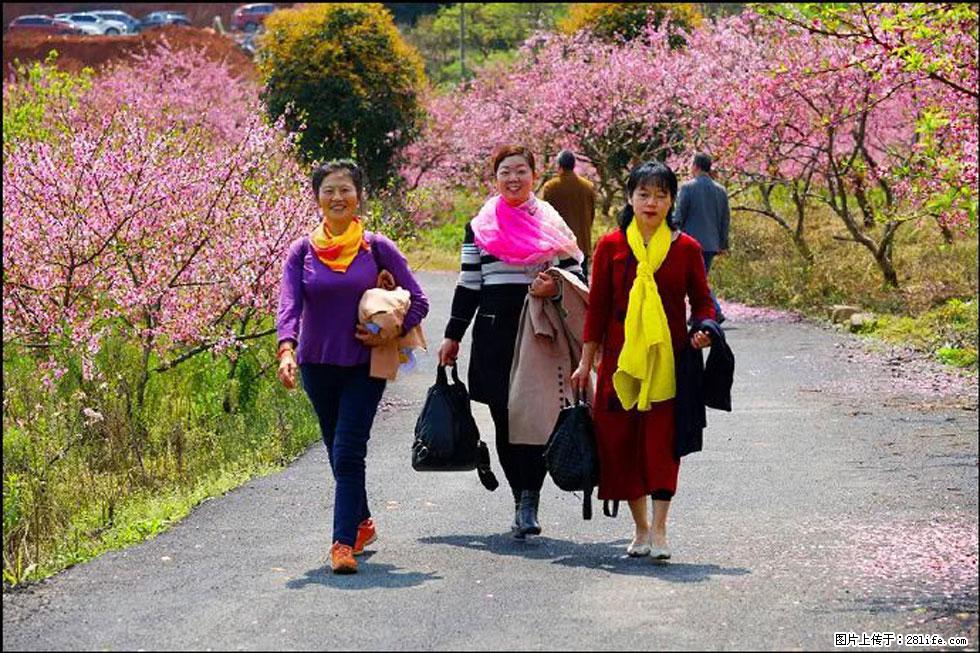 【春天,广西桂林灌阳县向您发出邀请!】官庄村有个醉美的桃花园 - 游山玩水 - 景德镇生活社区 - 景德镇28生活网 jdz.28life.com