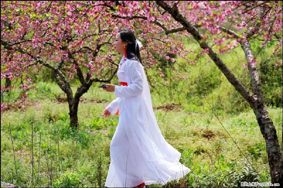 【春天,广西桂林灌阳县向您发出邀请!】官庄村有个醉美的桃花园 - 游山玩水 - 景德镇生活社区 - 景德镇28生活网 jdz.28life.com