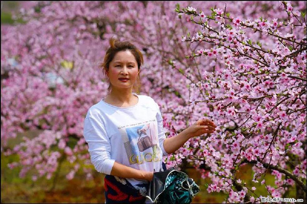【春天,广西桂林灌阳县向您发出邀请!】官庄村有个醉美的桃花园 - 游山玩水 - 景德镇生活社区 - 景德镇28生活网 jdz.28life.com