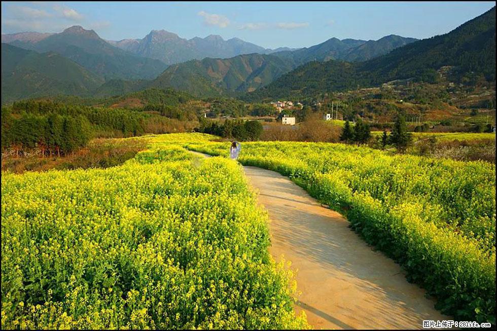【春天,广西桂林灌阳县向您发出邀请!】长坪村油菜盛情花开 - 游山玩水 - 景德镇生活社区 - 景德镇28生活网 jdz.28life.com