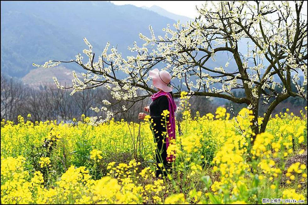 【春天,广西桂林灌阳县向您发出邀请!】长坪村油菜盛情花开 - 游山玩水 - 景德镇生活社区 - 景德镇28生活网 jdz.28life.com