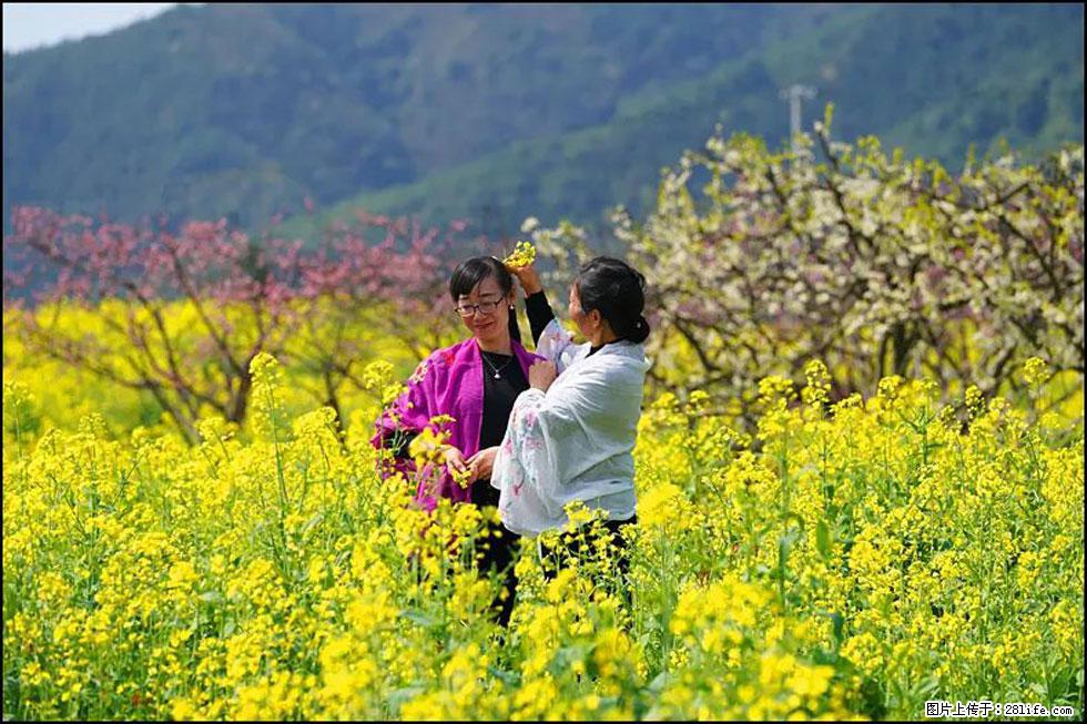 【春天,广西桂林灌阳县向您发出邀请!】长坪村油菜盛情花开 - 游山玩水 - 景德镇生活社区 - 景德镇28生活网 jdz.28life.com