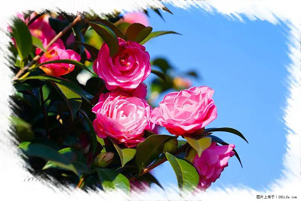 【春天,广西桂林灌阳县向您发出邀请!】杨柳井茶花惹人爱 - 游山玩水 - 景德镇生活社区 - 景德镇28生活网 jdz.28life.com