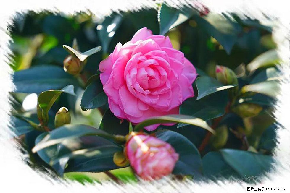 【春天,广西桂林灌阳县向您发出邀请!】杨柳井茶花惹人爱 - 游山玩水 - 景德镇生活社区 - 景德镇28生活网 jdz.28life.com