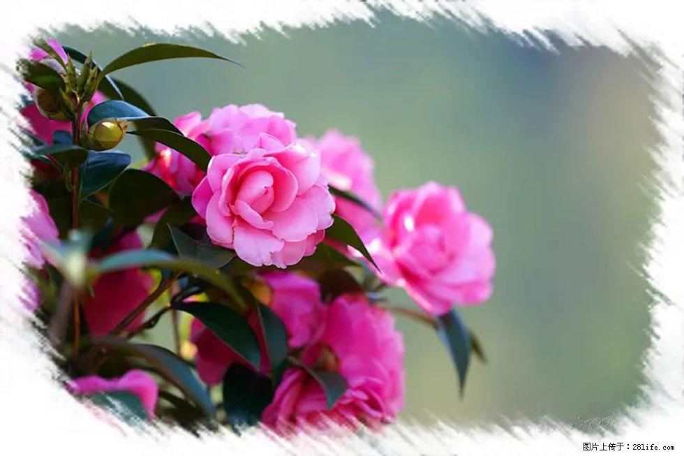 【春天,广西桂林灌阳县向您发出邀请!】杨柳井茶花惹人爱 - 游山玩水 - 景德镇生活社区 - 景德镇28生活网 jdz.28life.com