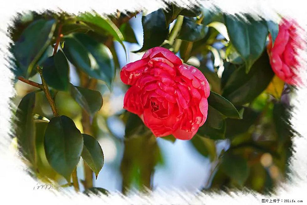 【春天,广西桂林灌阳县向您发出邀请!】杨柳井茶花惹人爱 - 游山玩水 - 景德镇生活社区 - 景德镇28生活网 jdz.28life.com