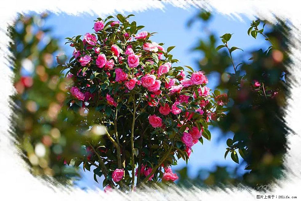 【春天,广西桂林灌阳县向您发出邀请!】杨柳井茶花惹人爱 - 游山玩水 - 景德镇生活社区 - 景德镇28生活网 jdz.28life.com