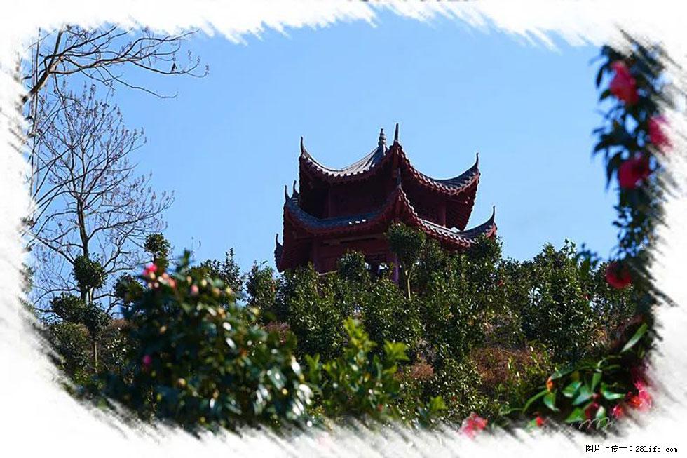 【春天,广西桂林灌阳县向您发出邀请!】杨柳井茶花惹人爱 - 游山玩水 - 景德镇生活社区 - 景德镇28生活网 jdz.28life.com