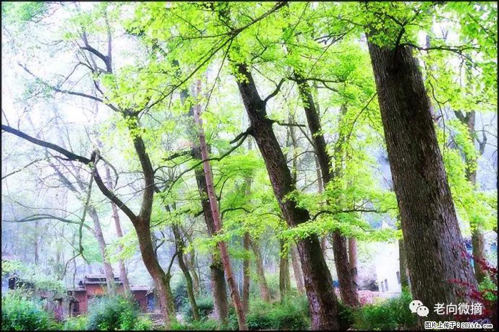【春天,广西桂林灌阳县向您发出邀请!】在小龙村与春天约会 - 游山玩水 - 景德镇生活社区 - 景德镇28生活网 jdz.28life.com