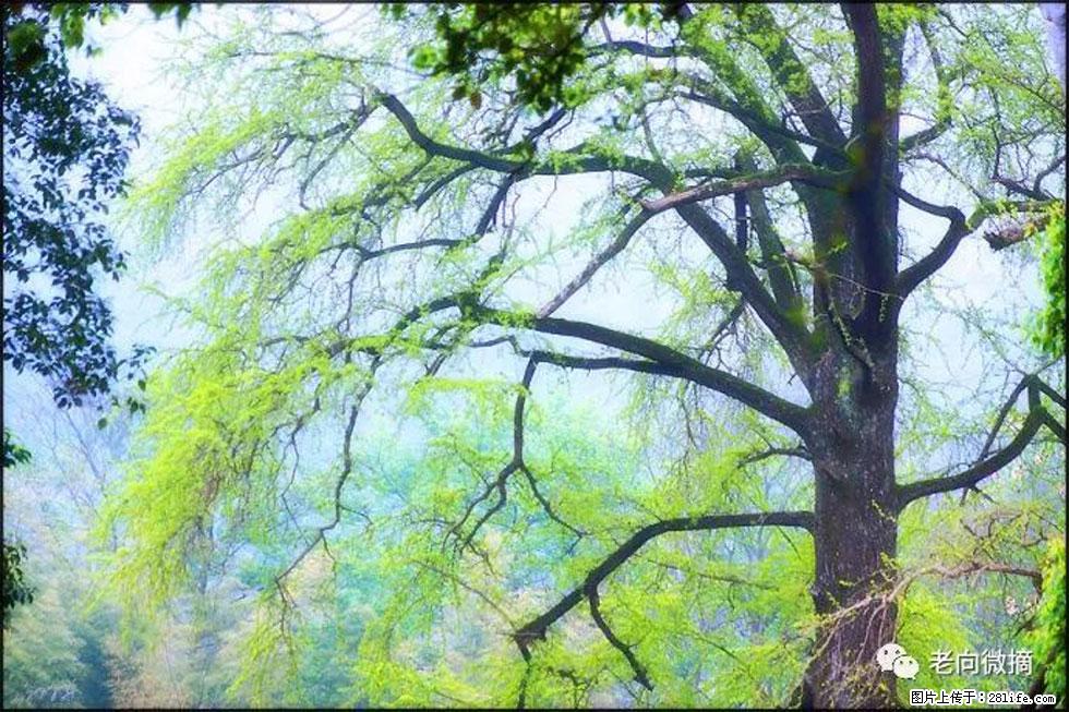 【春天,广西桂林灌阳县向您发出邀请!】在小龙村与春天约会 - 游山玩水 - 景德镇生活社区 - 景德镇28生活网 jdz.28life.com