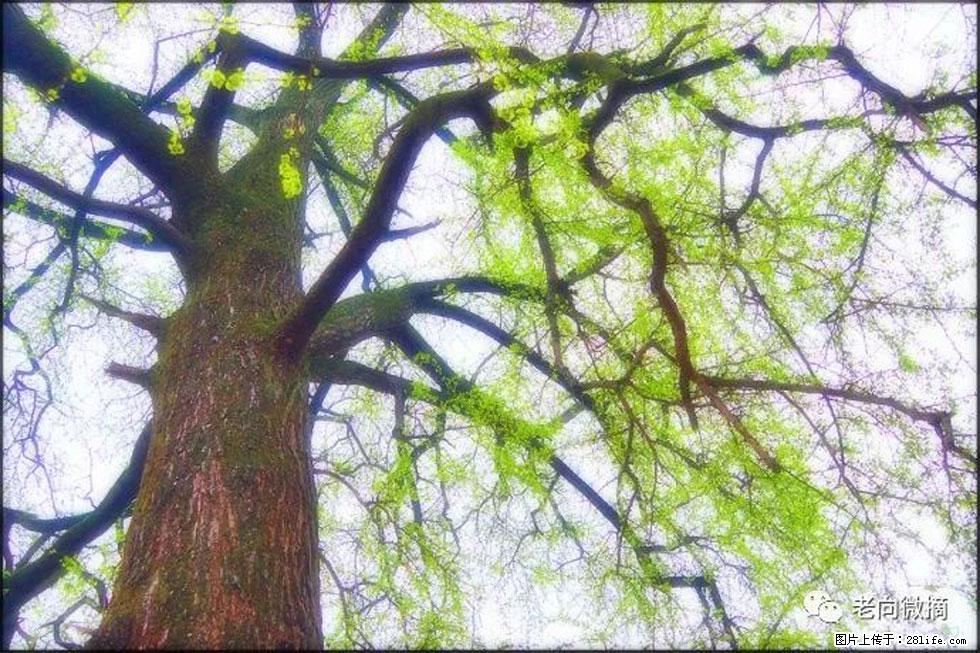 【春天,广西桂林灌阳县向您发出邀请!】在小龙村与春天约会 - 游山玩水 - 景德镇生活社区 - 景德镇28生活网 jdz.28life.com