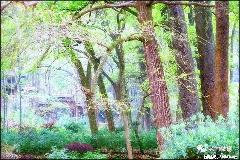【春天,广西桂林灌阳县向您发出邀请!】在小龙村与春天约会 - 游山玩水 - 景德镇生活社区 - 景德镇28生活网 jdz.28life.com