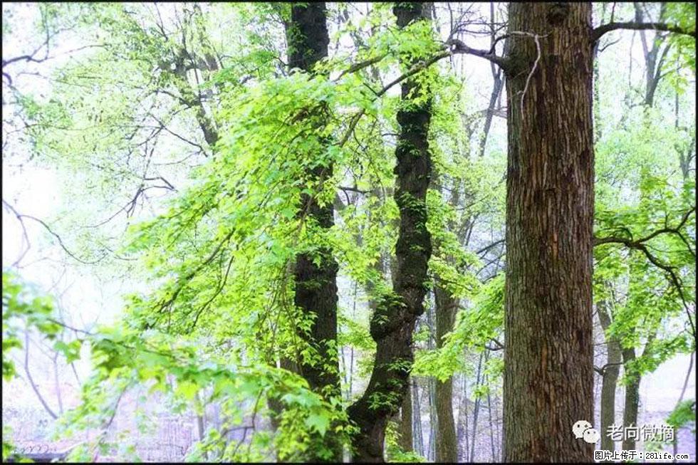 【春天,广西桂林灌阳县向您发出邀请!】在小龙村与春天约会 - 游山玩水 - 景德镇生活社区 - 景德镇28生活网 jdz.28life.com
