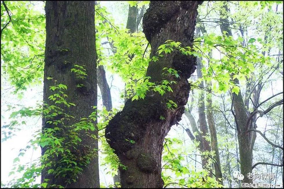 【春天,广西桂林灌阳县向您发出邀请!】在小龙村与春天约会 - 游山玩水 - 景德镇生活社区 - 景德镇28生活网 jdz.28life.com