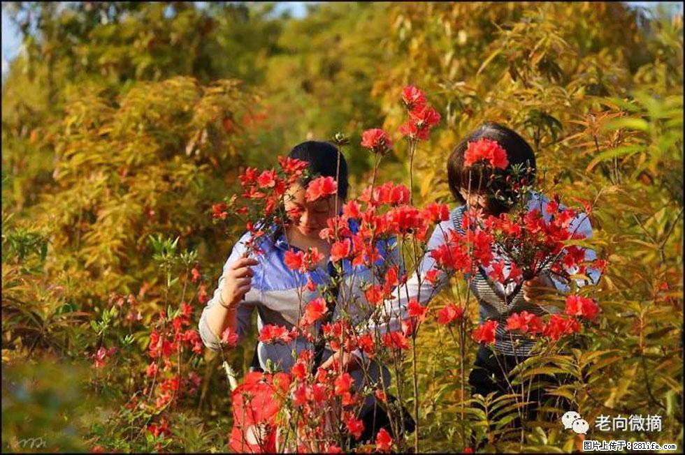 【春天,广西桂林灌阳县向您发出邀请!】登麒麟山,相约映山红 - 游山玩水 - 景德镇生活社区 - 景德镇28生活网 jdz.28life.com