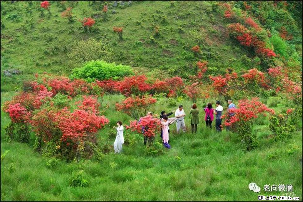 【春天,广西桂林灌阳县向您发出邀请!】宝盖山上映山红 - 游山玩水 - 景德镇生活社区 - 景德镇28生活网 jdz.28life.com