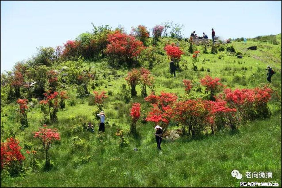 【春天,广西桂林灌阳县向您发出邀请!】宝盖山上映山红 - 游山玩水 - 景德镇生活社区 - 景德镇28生活网 jdz.28life.com
