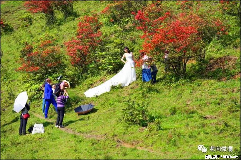 【春天,广西桂林灌阳县向您发出邀请!】宝盖山上映山红 - 游山玩水 - 景德镇生活社区 - 景德镇28生活网 jdz.28life.com