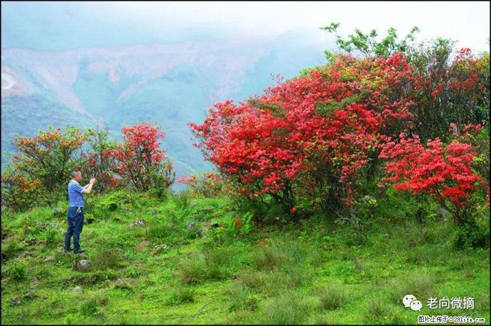 【春天,广西桂林灌阳县向您发出邀请!】宝盖山上映山红 - 游山玩水 - 景德镇生活社区 - 景德镇28生活网 jdz.28life.com