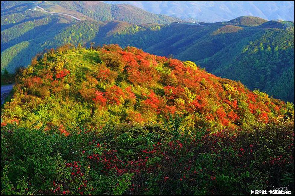 【春天,广西桂林灌阳县向您发出邀请!】春木界上映山红 - 游山玩水 - 景德镇生活社区 - 景德镇28生活网 jdz.28life.com