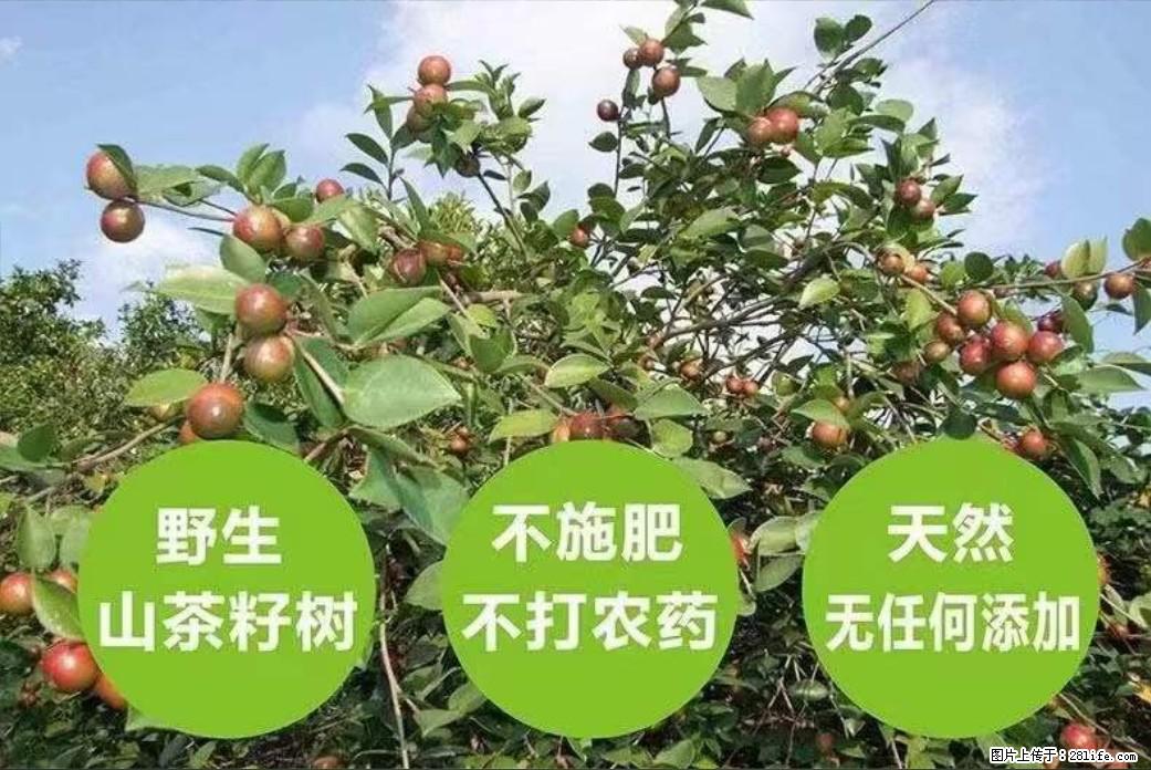 【灌阳县油茶产业示范区】一个有着充实的精神生活的人,对待身外之物自会有一种淡泊的态度 - 土特产 - 饮食特产 - 景德镇分类信息 - 景德镇28生活网 jdz.28life.com