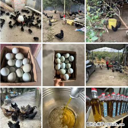 油茶园从小鸡仔开始养起的纯土鸡、土鸡蛋可以预定啦!还有前几天刚榨的纯山茶油哦 - 美食天地 - 景德镇生活社区 - 景德镇28生活网 jdz.28life.com