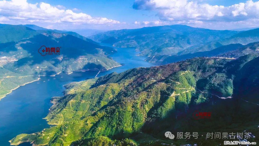 时间果百年古树龙珠普洱生茶 - 购物交流 - 景德镇生活社区 - 景德镇28生活网 jdz.28life.com