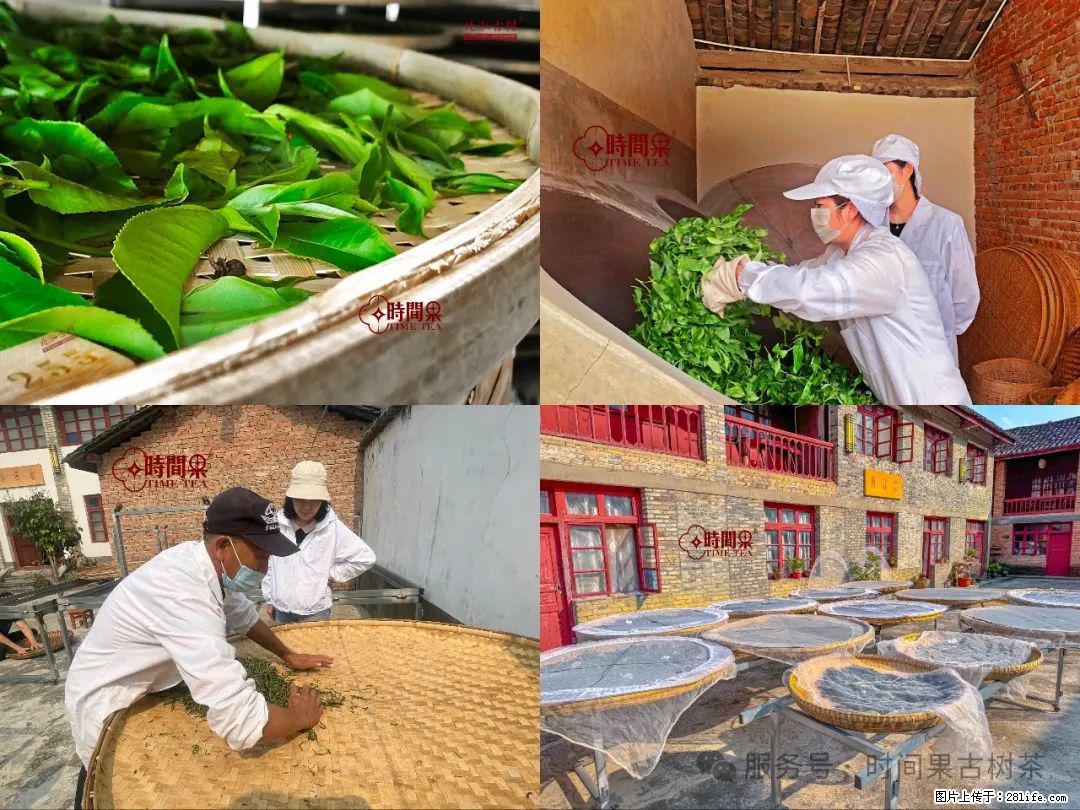 时间果百年古树龙珠普洱生茶 - 购物交流 - 景德镇生活社区 - 景德镇28生活网 jdz.28life.com