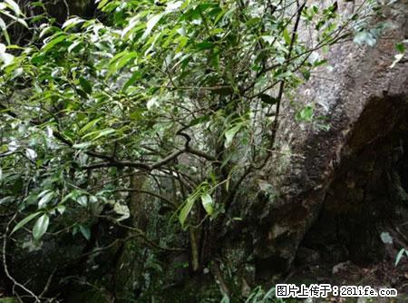 平乐石崖茶,珍贵仅次于金花茶 - 景德镇生活资讯 - 景德镇28生活网 jdz.28life.com