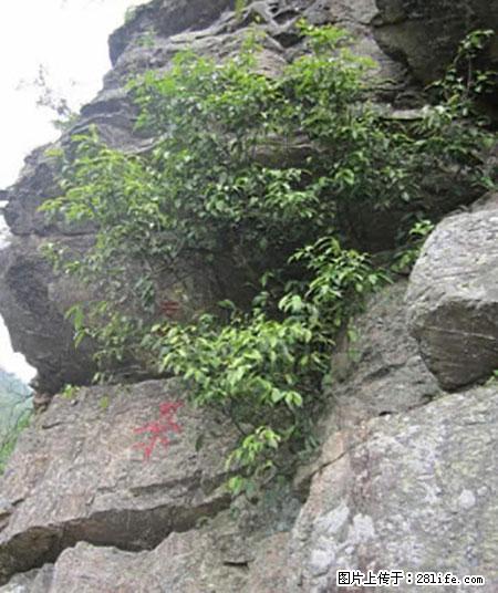 平乐石崖茶,珍贵仅次于金花茶 - 景德镇生活资讯 - 景德镇28生活网 jdz.28life.com