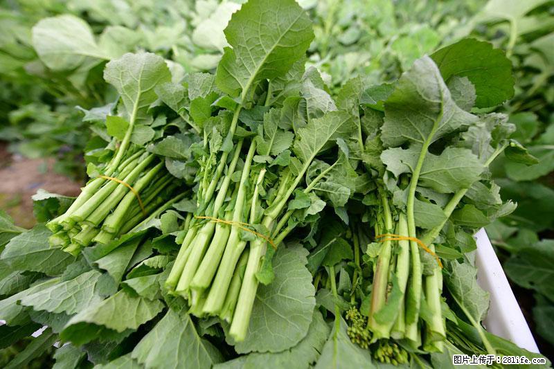 这些蔬菜是“天然钙片”，这6种被医生重点推荐 - 景德镇生活资讯 - 景德镇28生活网 jdz.28life.com